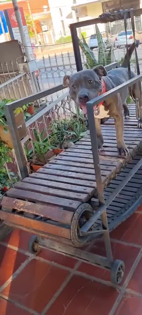 Dog Exercises on Wooden Treadmill