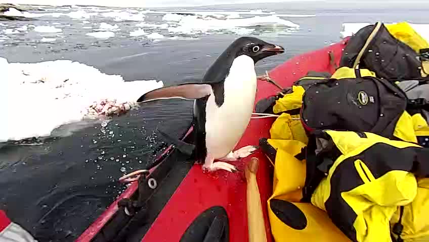 Penguin Jumps on Board Research Boat to Say Hello