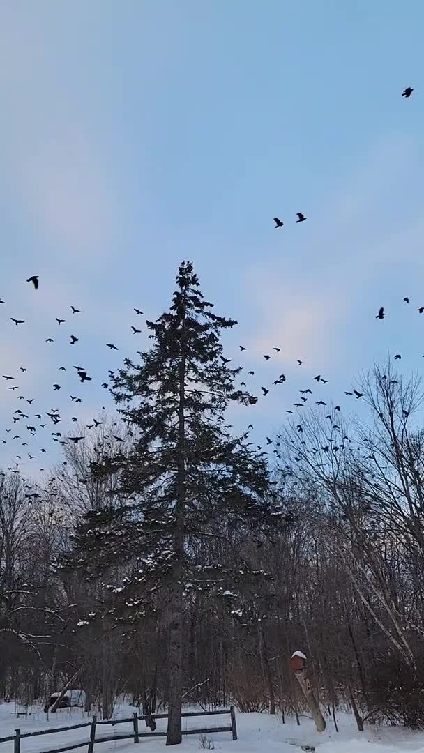Crows Coming and Going