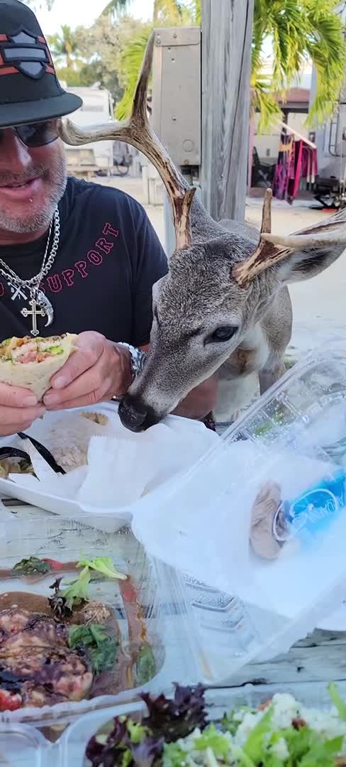Florida Buck Helps Himself to Some Dinner
