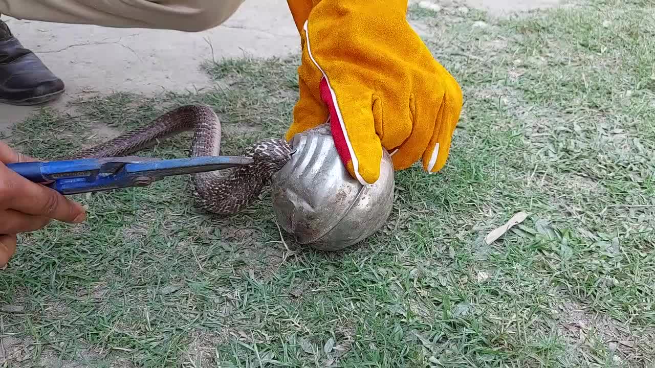 Stuck Snake Saved From Tin Ball Entanglement