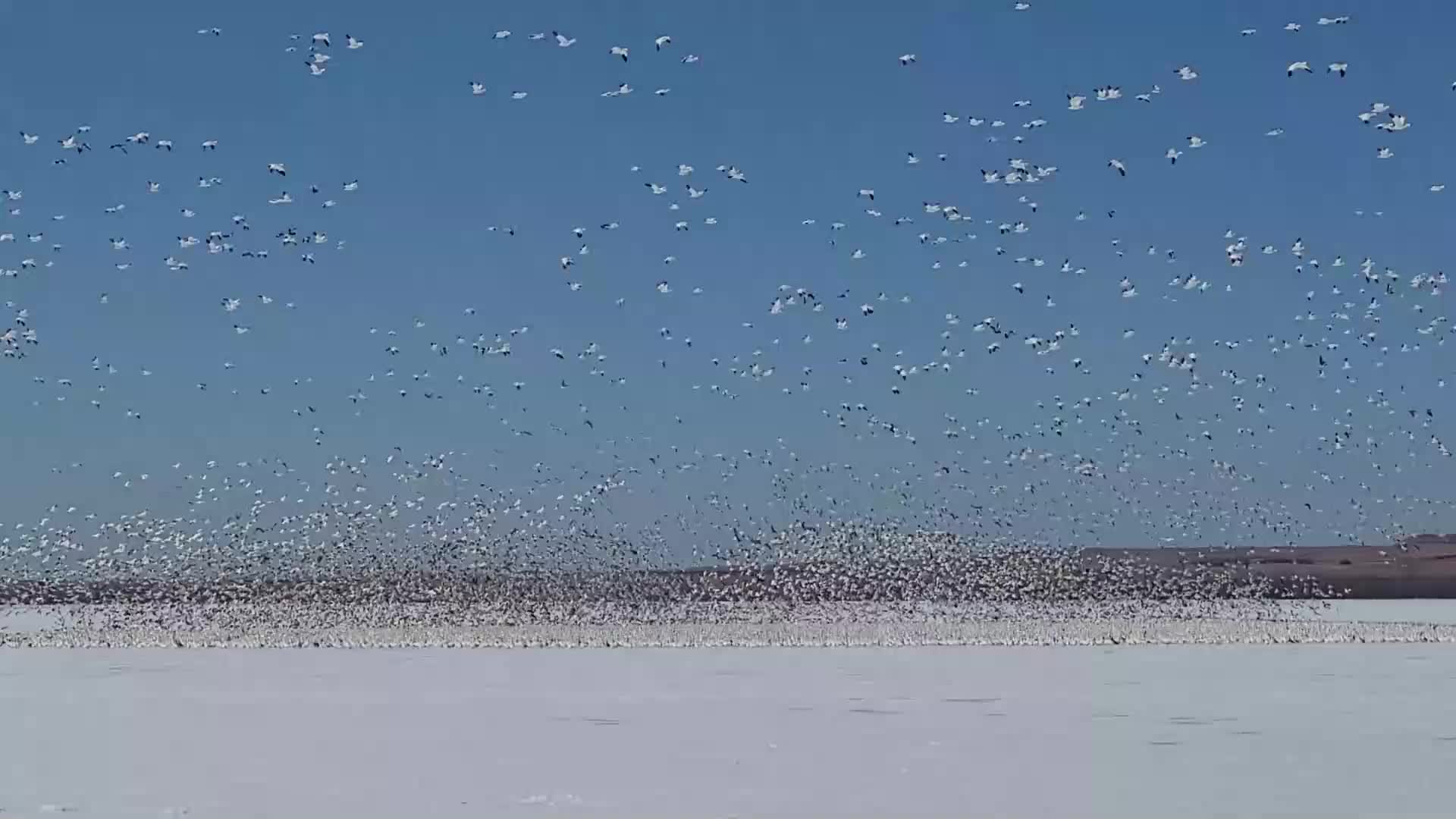 Blizzard of Snow Geese