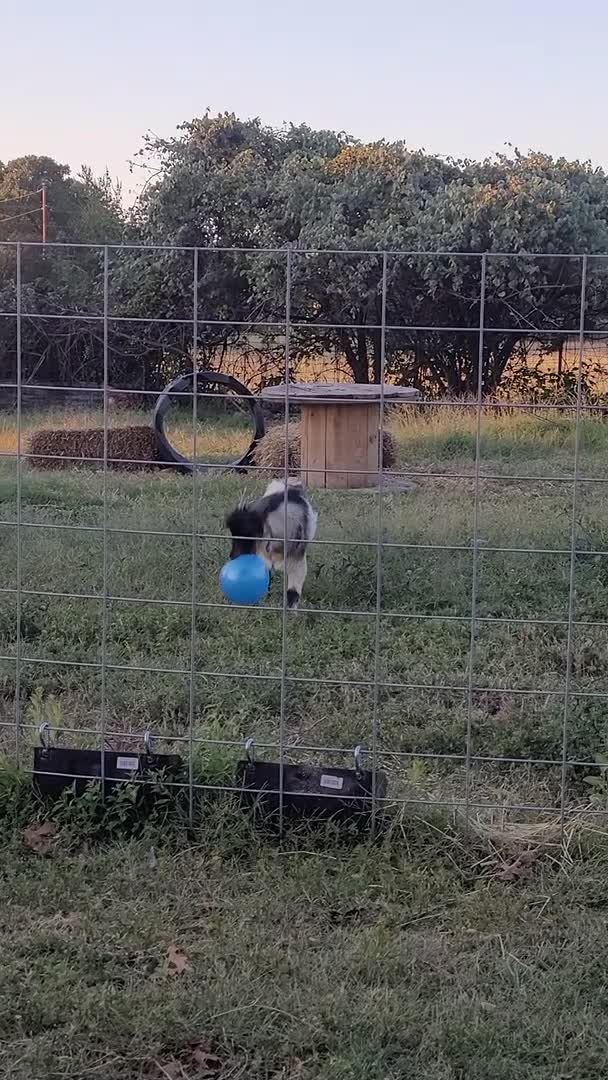 Billy Plays with Blue Ball