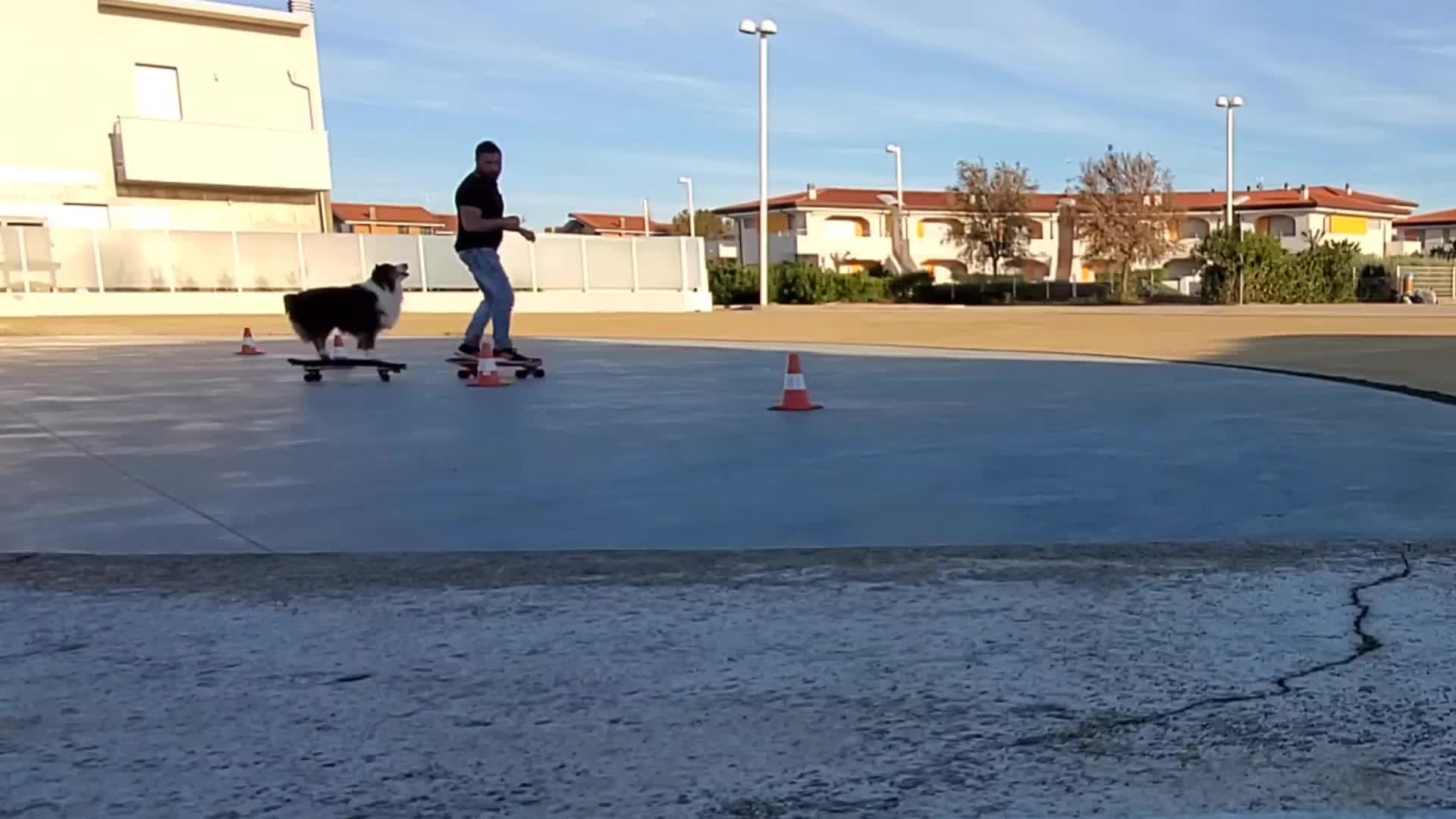 Skateboarding Dog Skillfully Slaloms through Cones