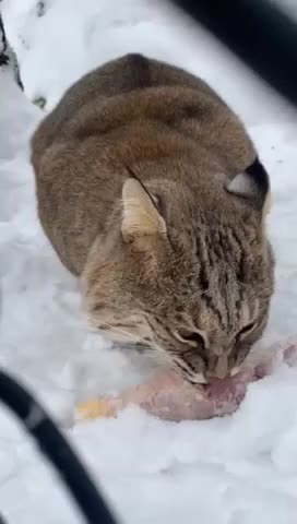 Bobcat Makes Creepy Sounds While Enjoying Her Food