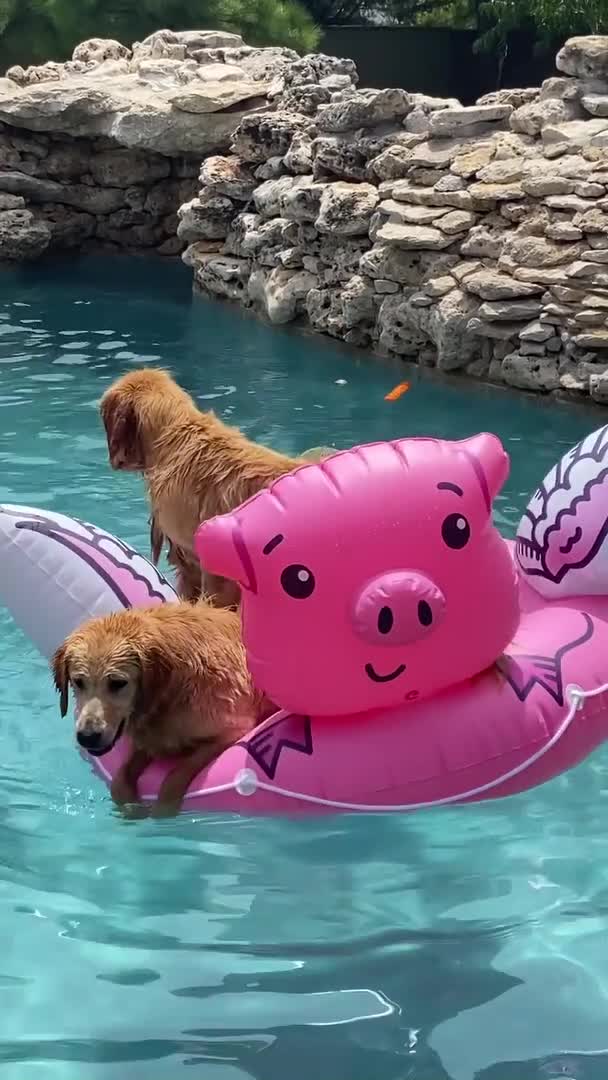 Dogs Enjoy Floating on Inflatable Pool Float