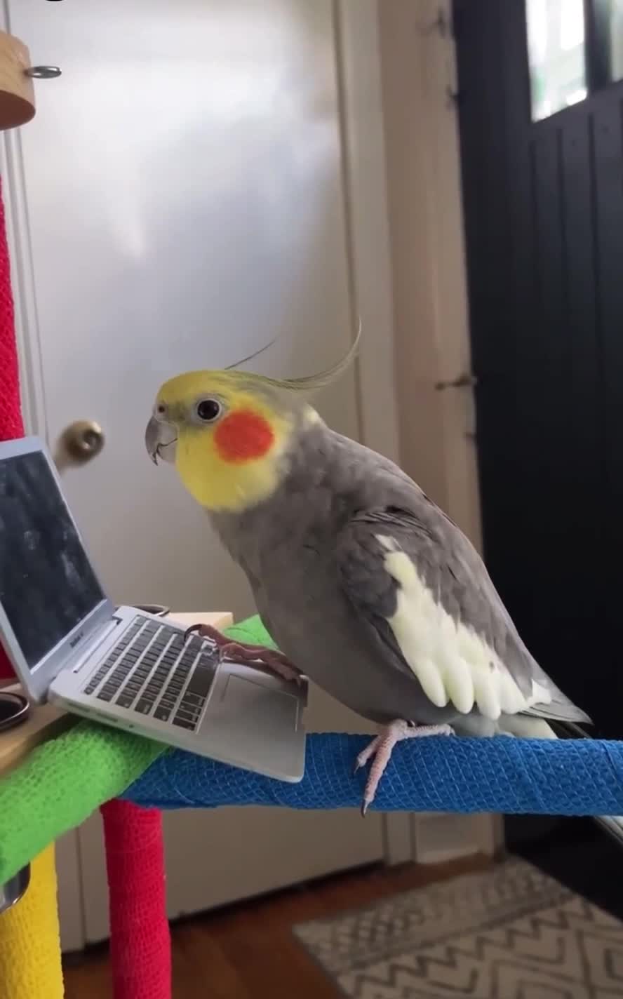 Cockatiel Adorably Sings While Holding His Laptop