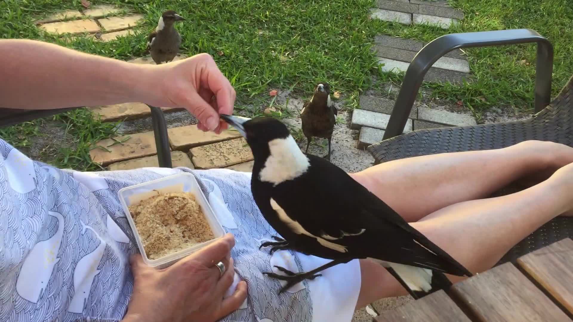 Hungry Magpies Surround Woman While She Feeds Them