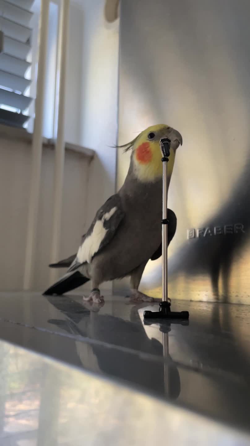 The Singing Cockatiel Slays His 'Live Performance'