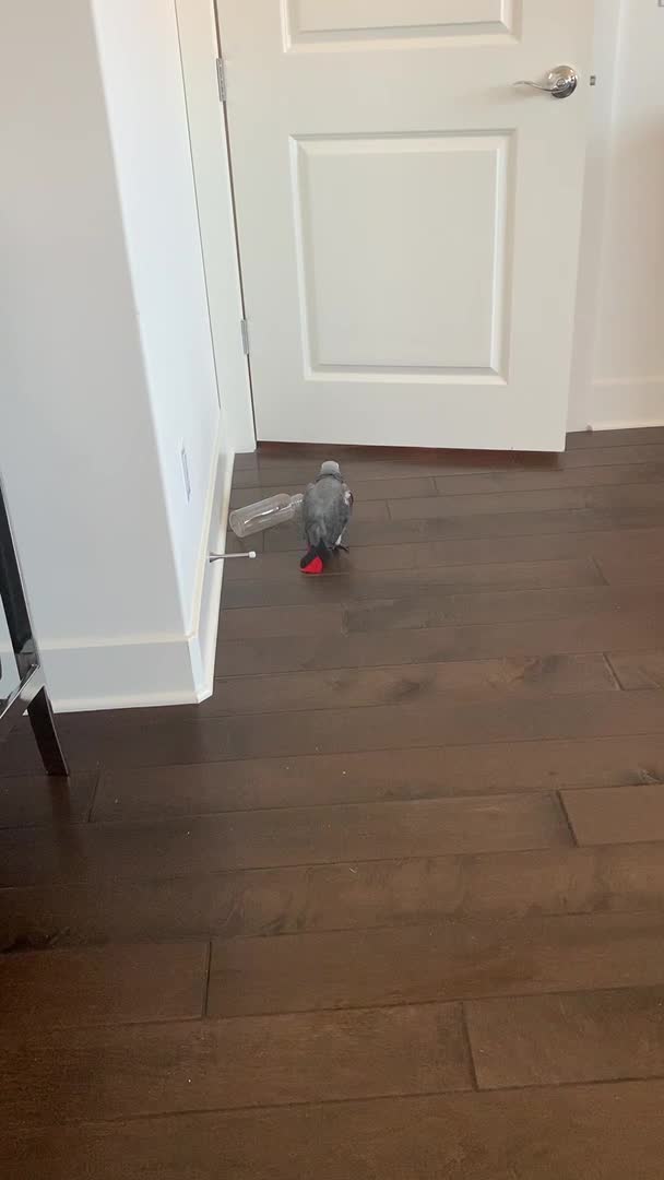 Grey Parrot Throws Empty Bottle Down Stairs