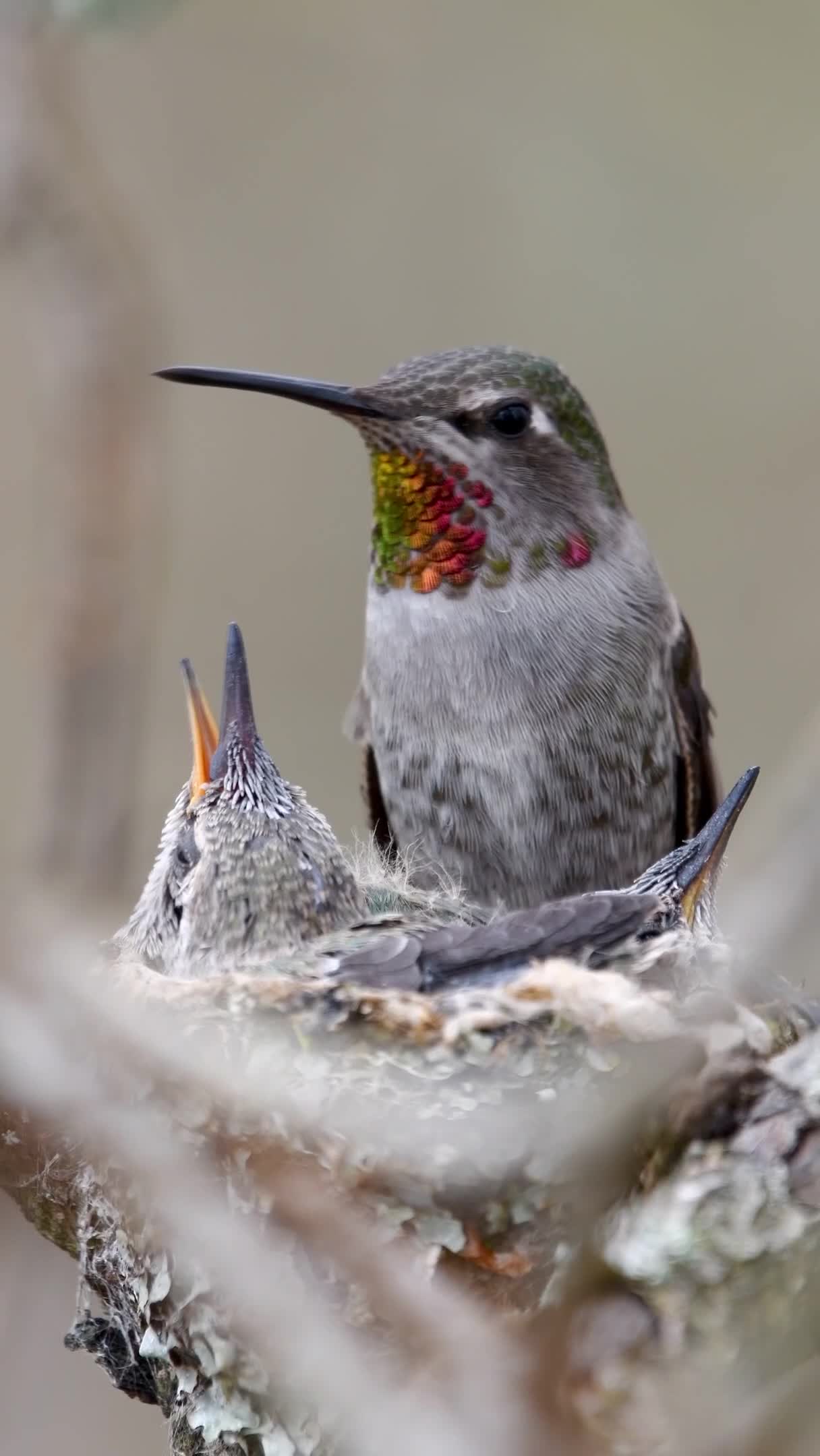 Anna's Hummingbird Feeding Her Baby Chicks