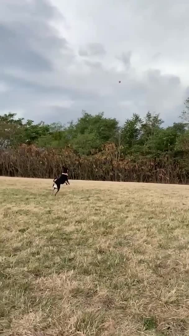 Dog Falls While Attempting to Catch Ball