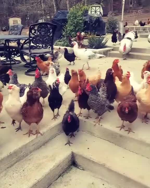 Dog Chases After Chickens