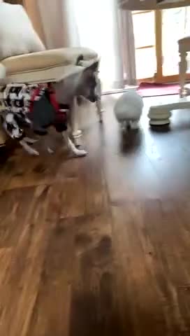 Dog Chases Rabbit Around House