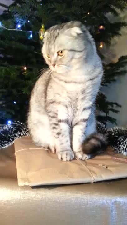 Cat Gets Draped in Christmas Decorations