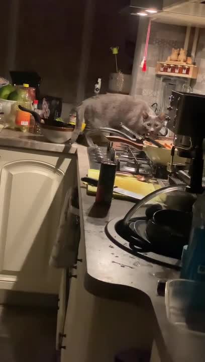 Cat Steals Food Straight From Pan