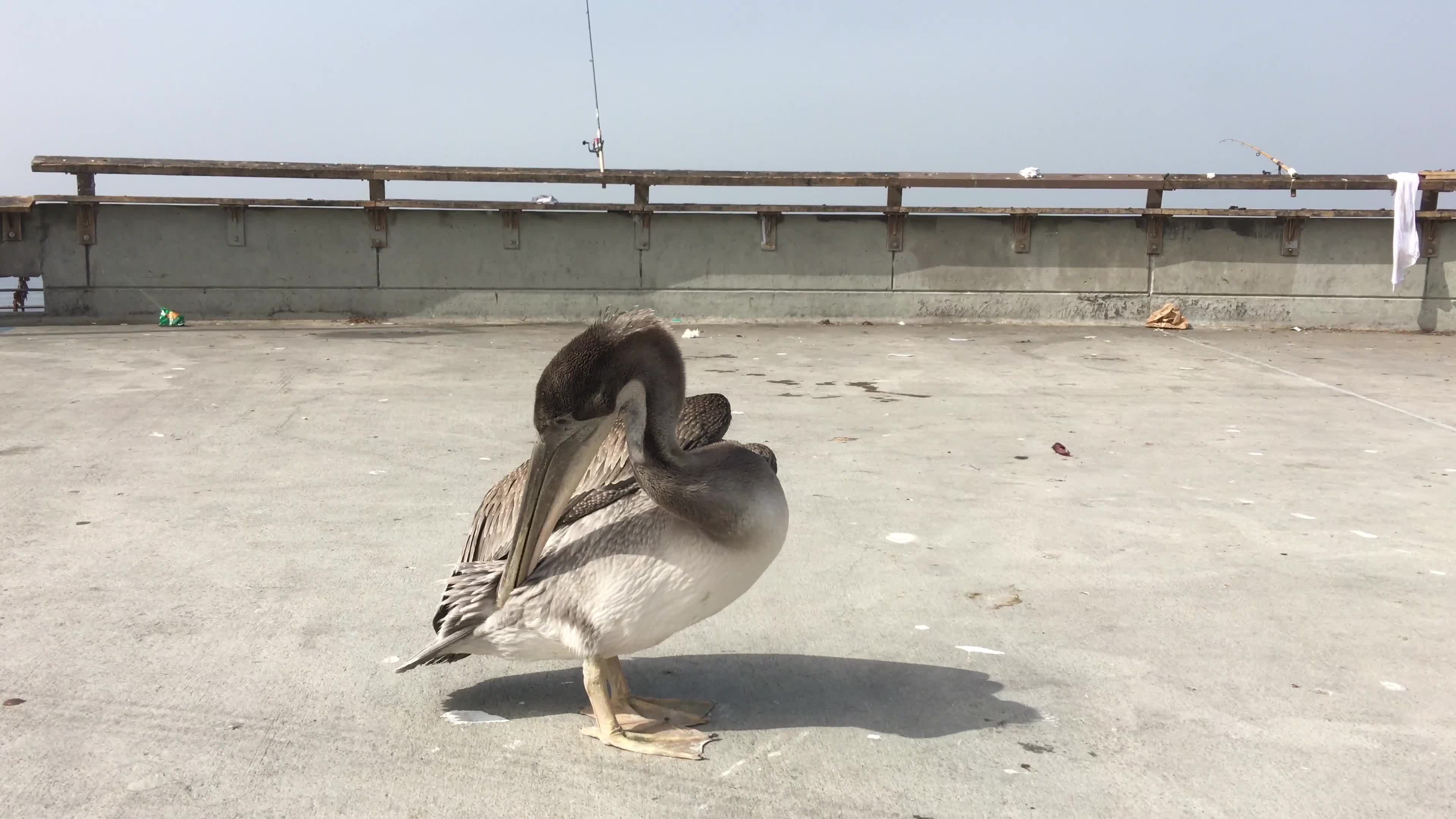 Pelican Grooms Himself on Street
