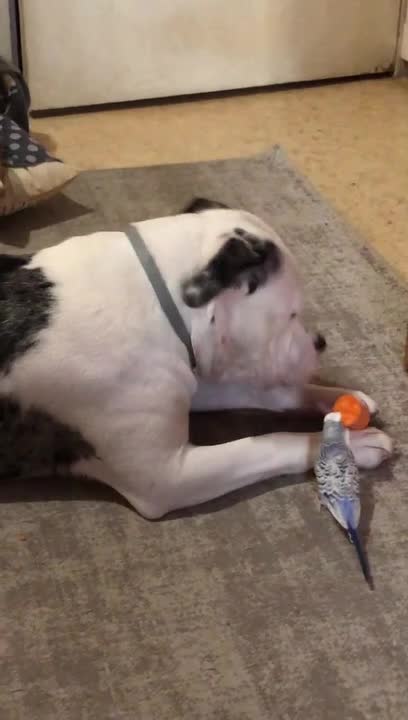 Sweet Dog Shares Chunks of Carrot With Parakeet