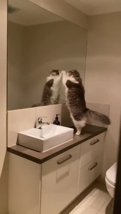 Cat Fights Reflection in Mirror