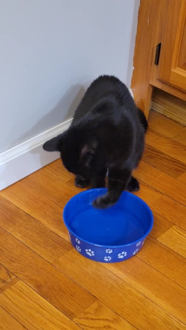 Person Watches Cat Drink Water With Paws