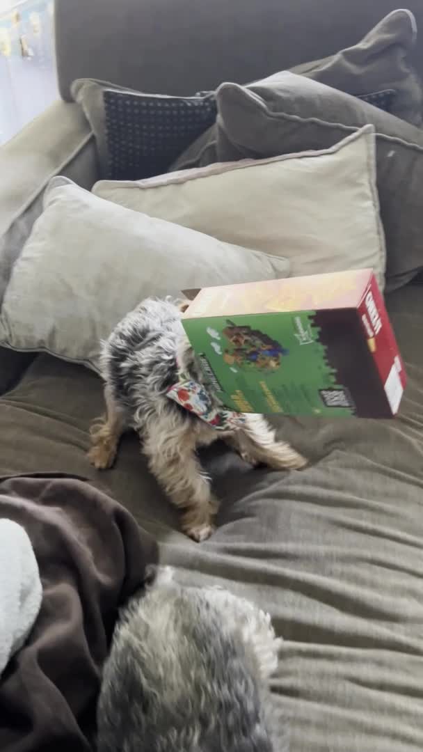 Dog Puts Head Inside Snack Box and Eats