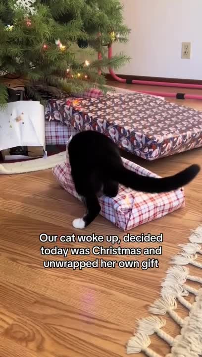 Cat Excitedly Opens Her Christmas Gift 