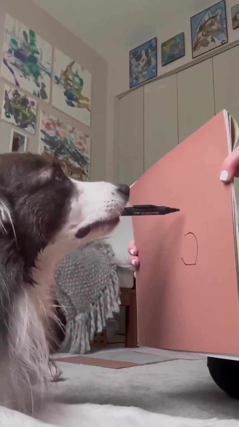 Border Collie Loves to Draw