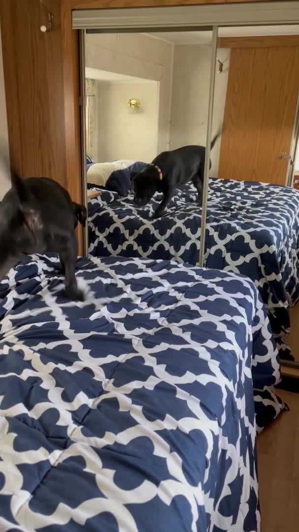Dog Barks at Her Reflection in Mirror