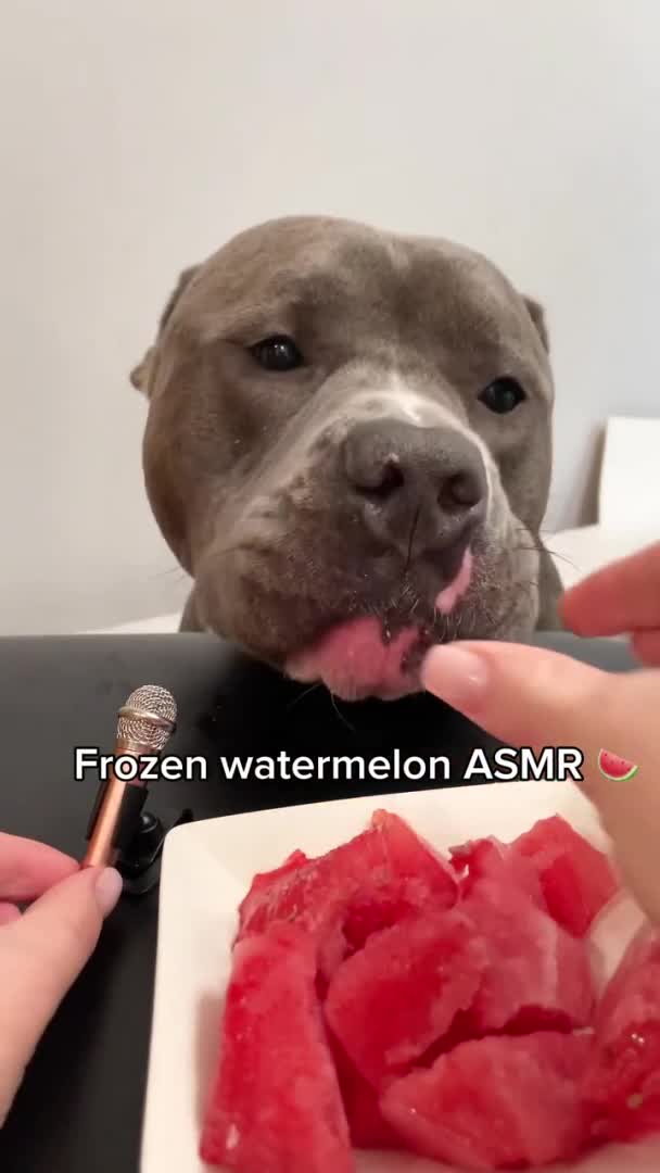 American Bully Enjoys Relishing Frozen Watermelon