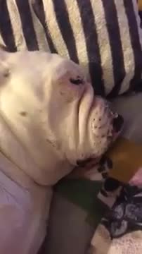 Dog Snores Like A Cartoon Character