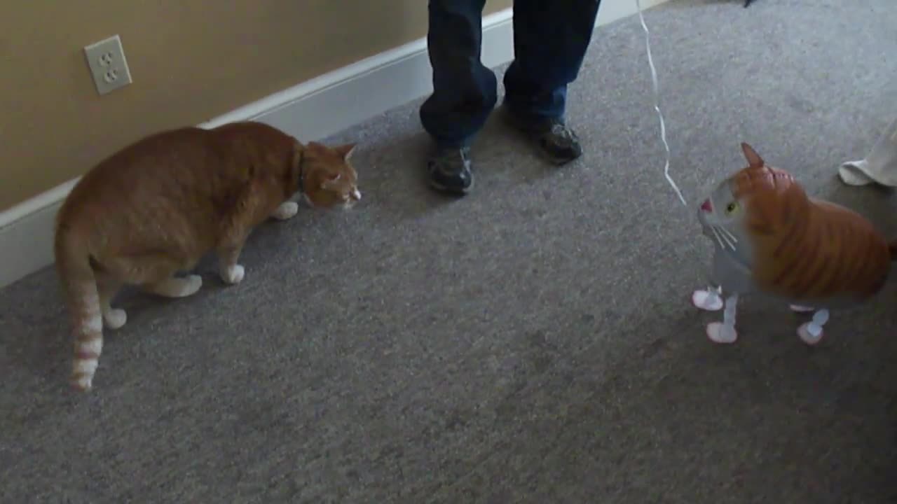 Cat Vs Cat Balloon
