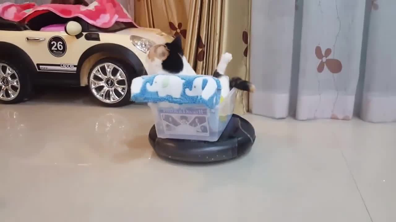 The Roomba Riding Cat