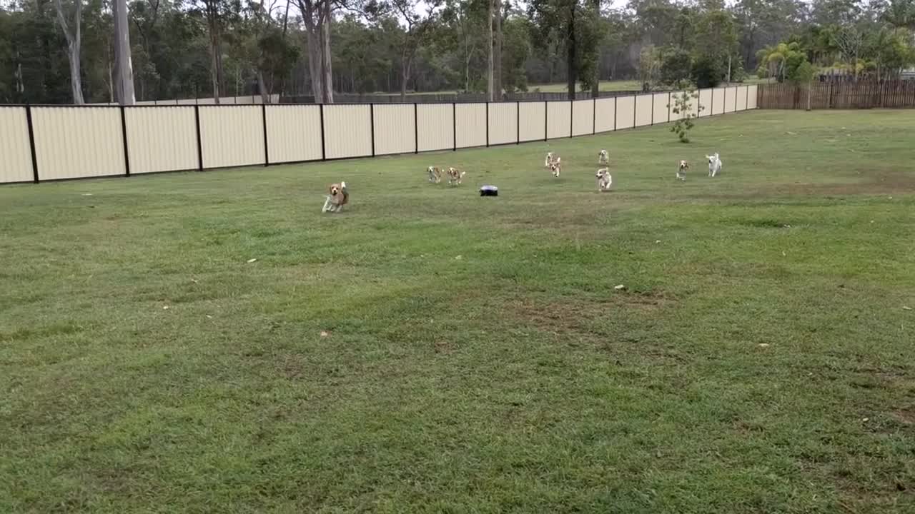 Asalei Beagles Afternoon Exercise