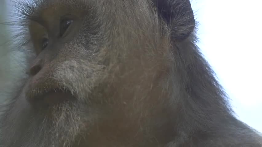Close up of a Macaque