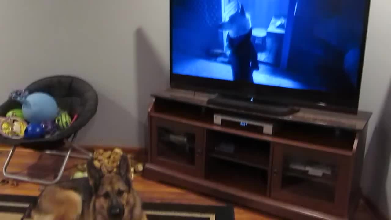 Distract A German Shepherd With Howling
