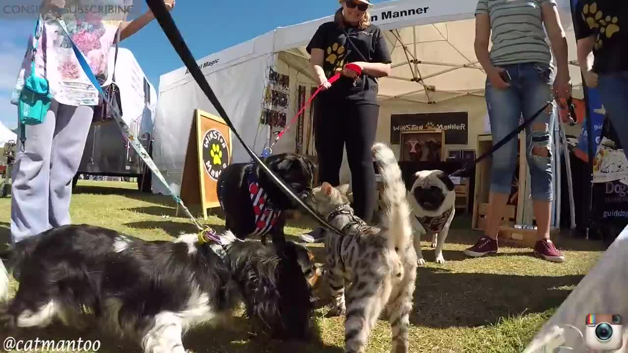 Cat Meets 50 Dogs At Dog Show