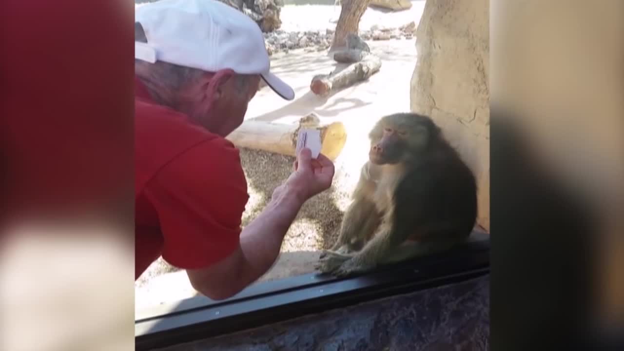 Baboon Is Amazed By Magic Trick