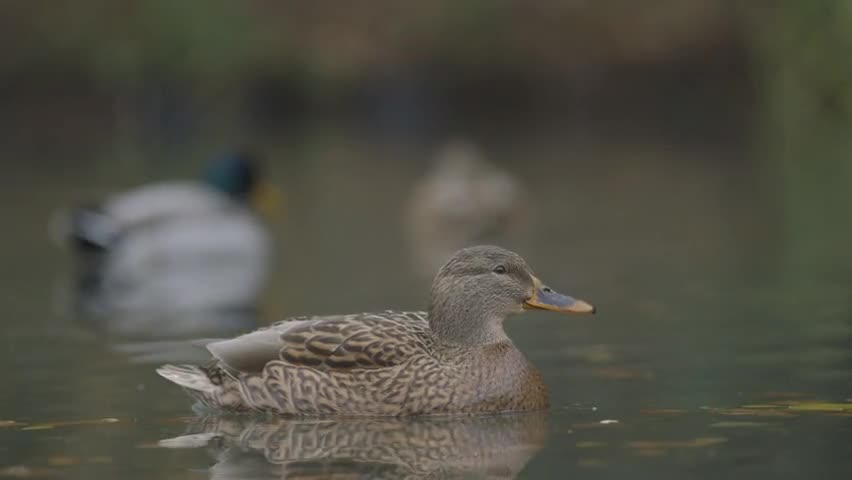 Close Up Ducks Swimming