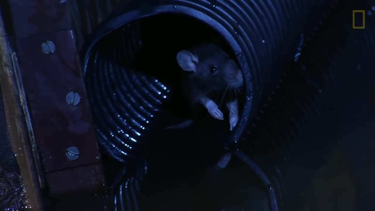 How Rats Make It Into Your Toilet