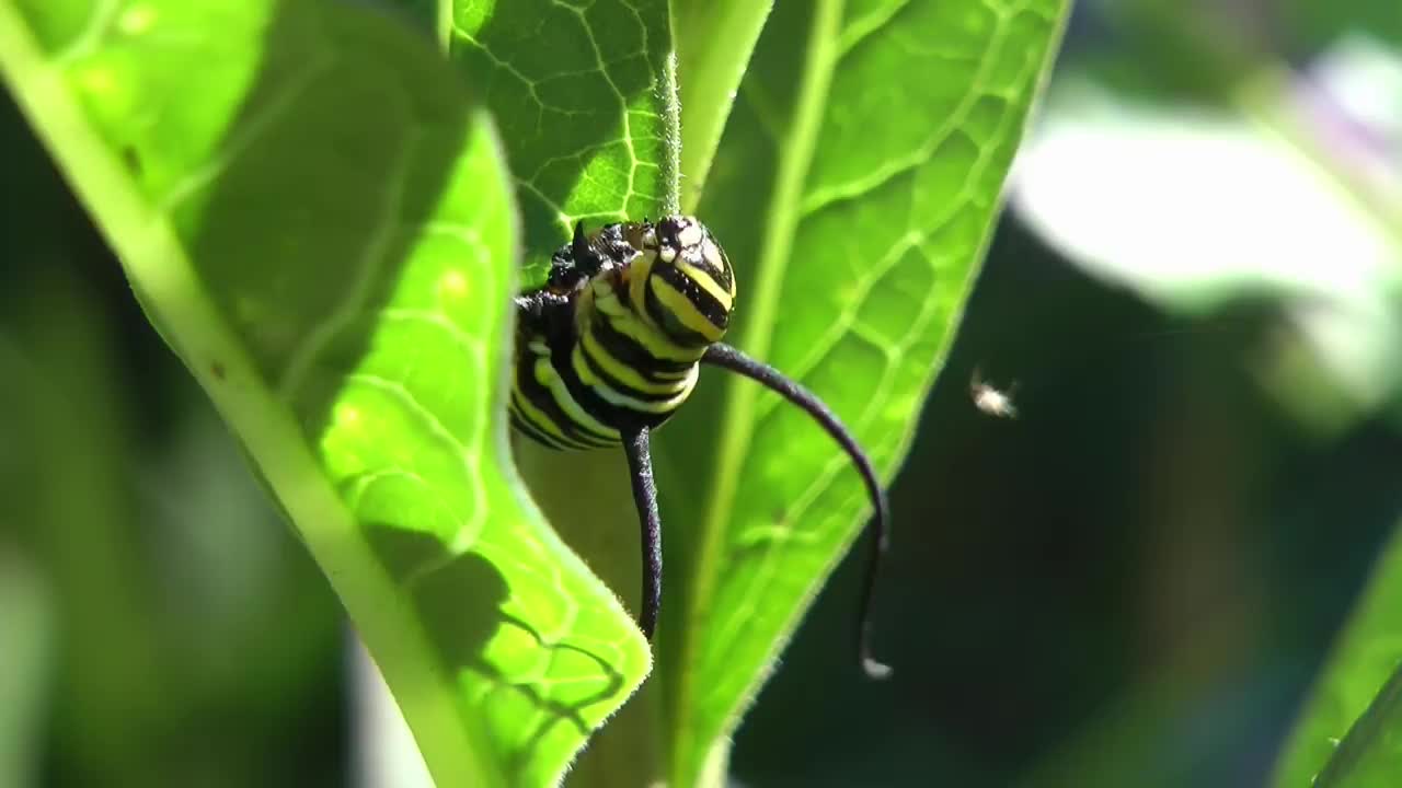 Monarch Butterfly Time Lapse