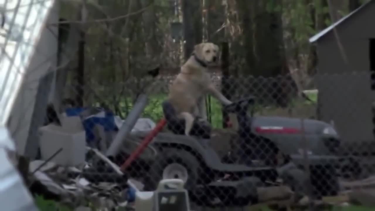 Reporter Notices Dog Riding Lawnmower