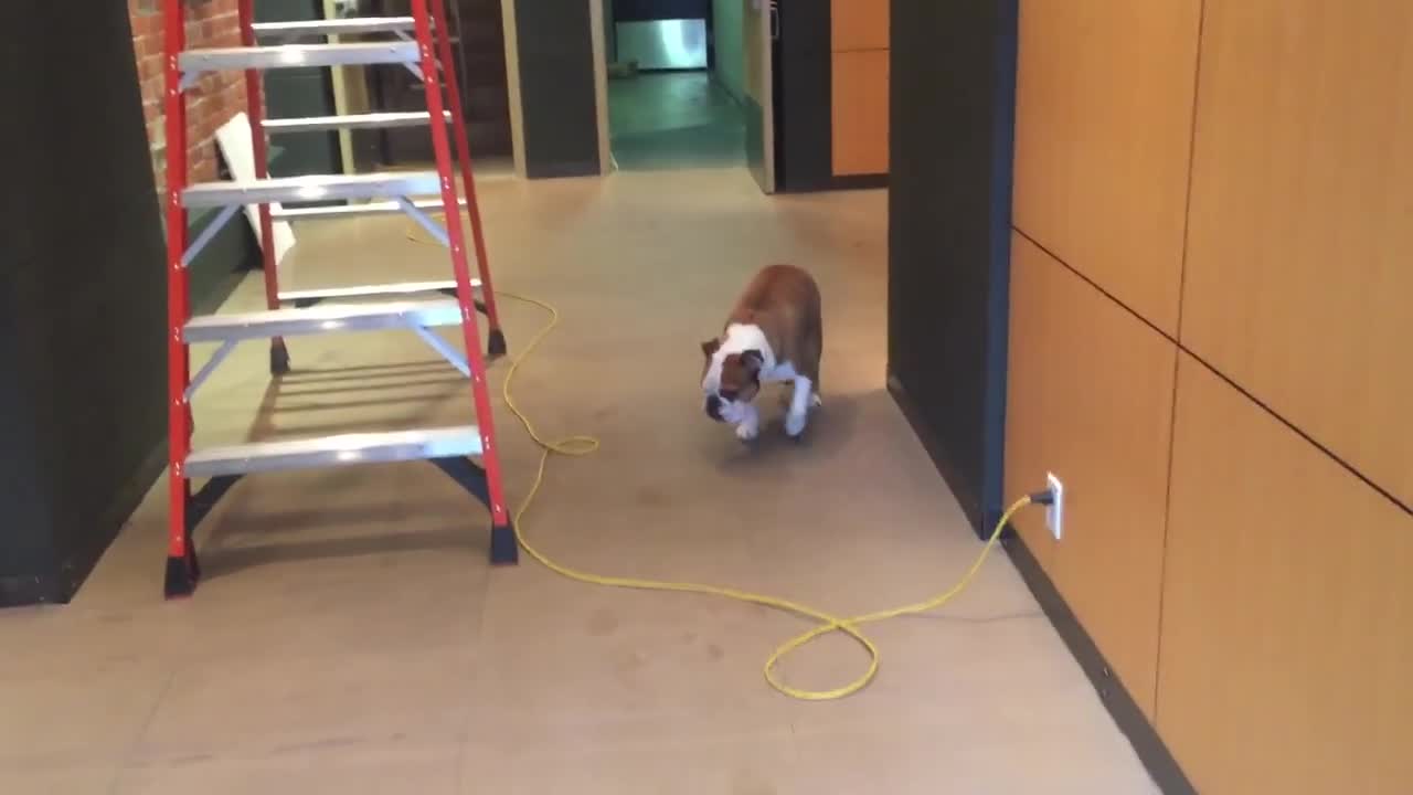 This Dog Is Scared Of Ladders