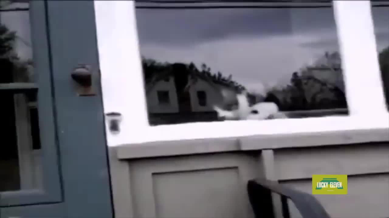 This Cat Really Hates The Mailman