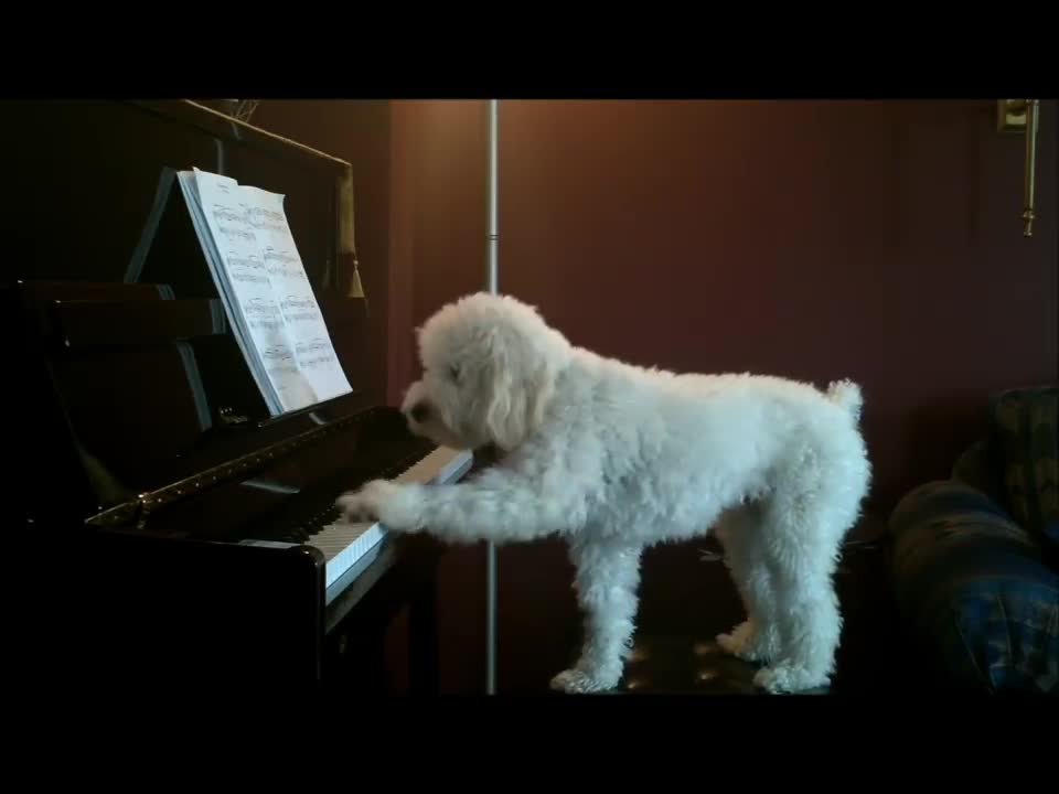 A Dog Playing Piano