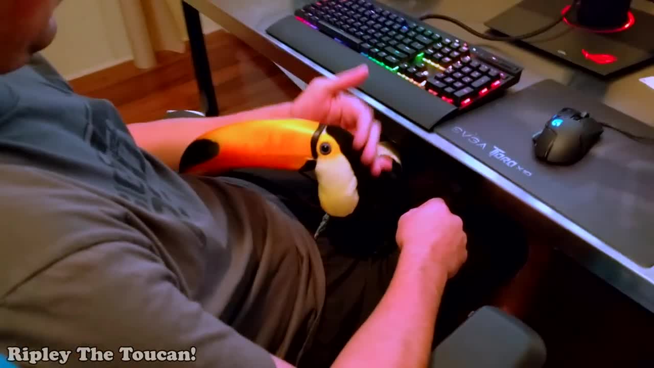 A Toucan Is Like A Lap Dog