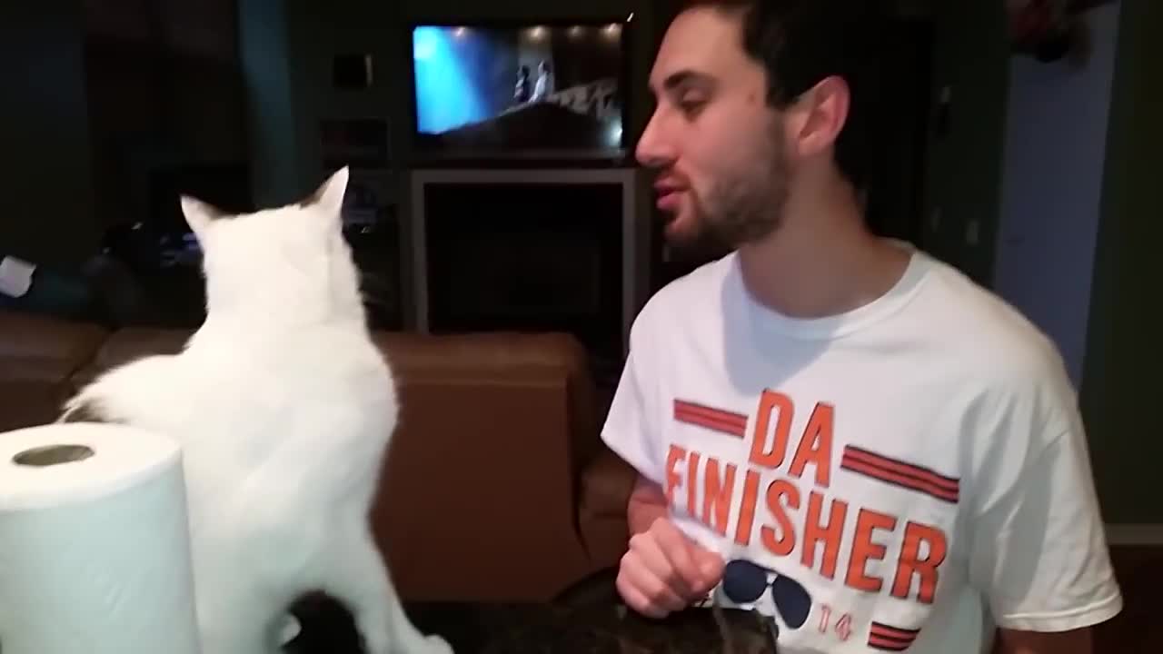 Cat Punches Owner In Face