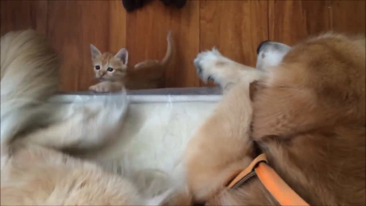 Dog And Cat Are Best Friends
