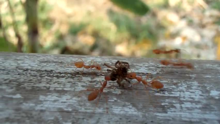 Ants Carrying Dead Spider
