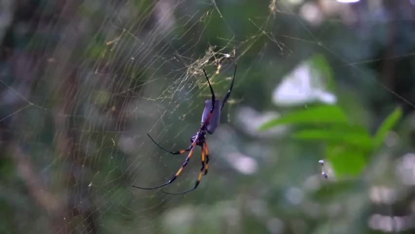 Red-Legged Golden Orb-Web Spider