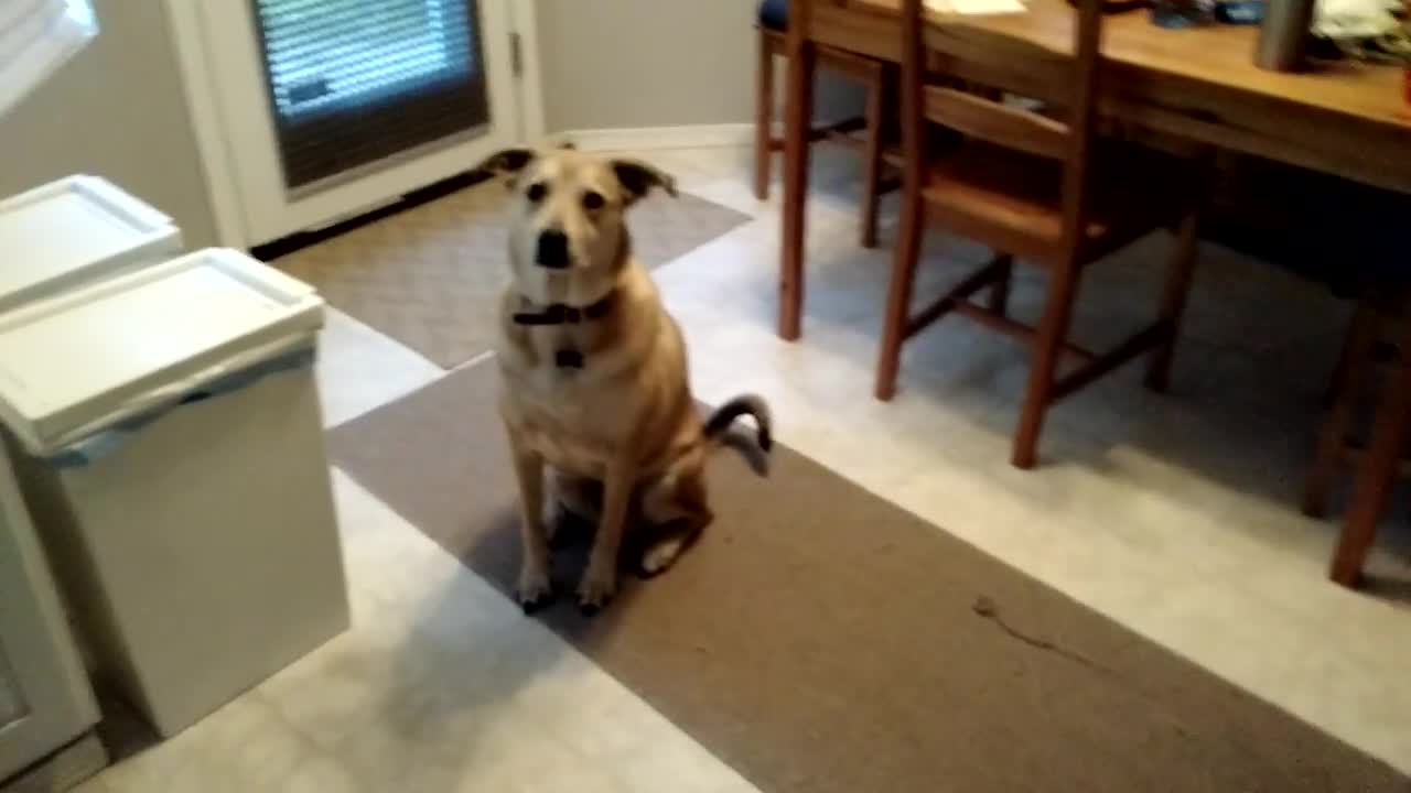 Dog Is Excited For Food